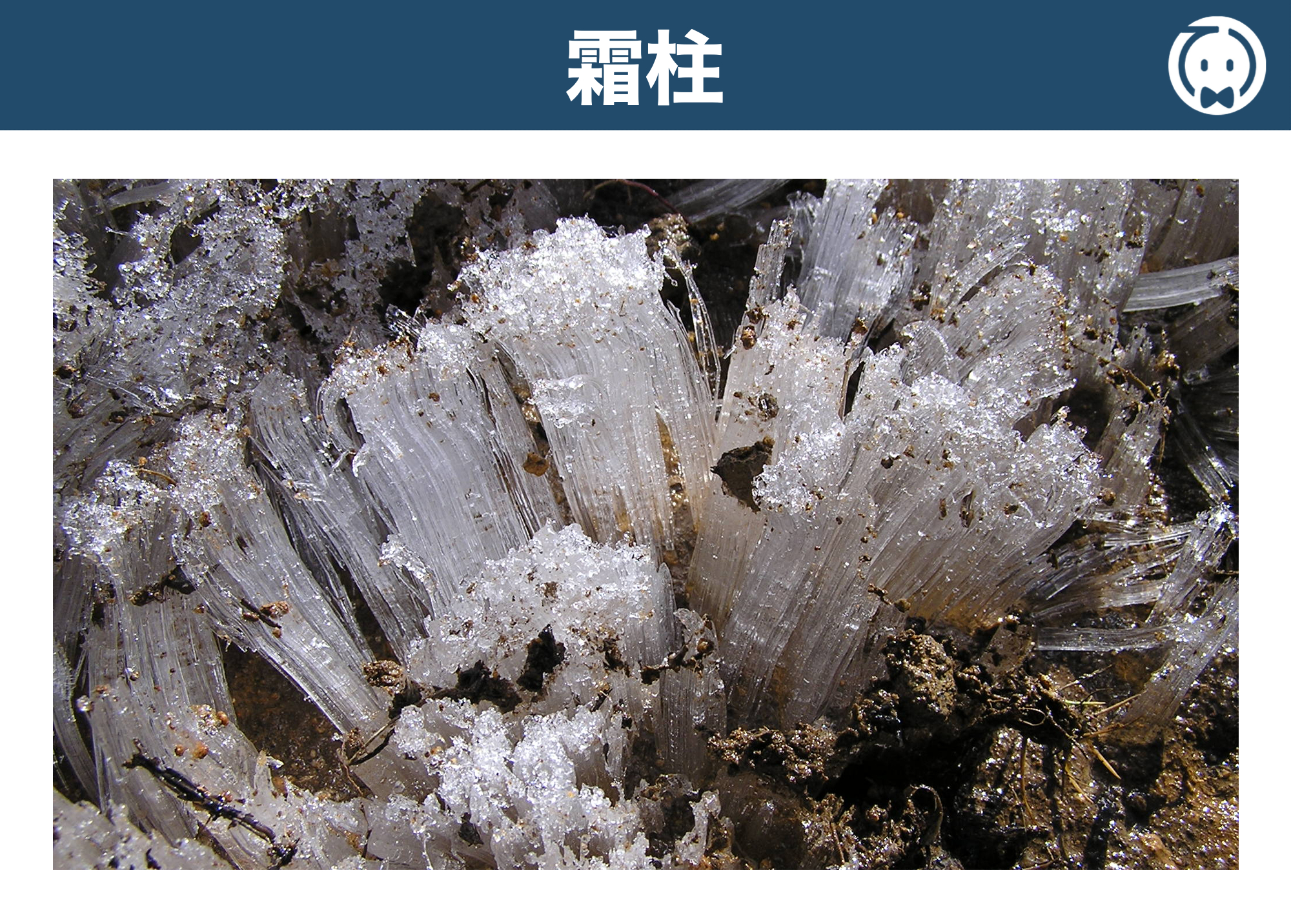 霜柱